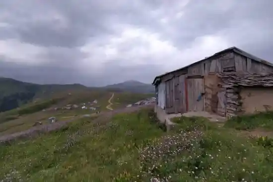 مجتمع گردشگری تک درخت