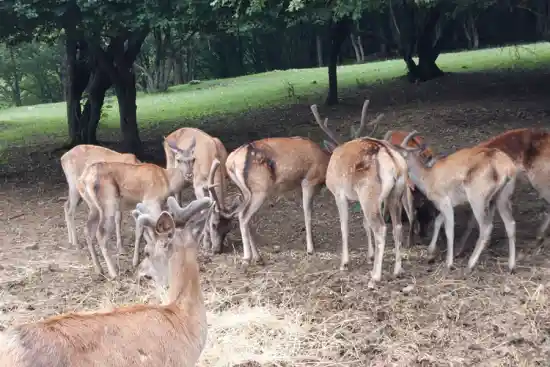 منطقه حفاظت شده آینالو