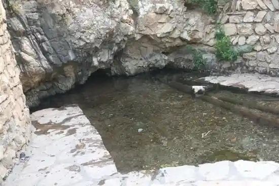 چشمه سفید برگ