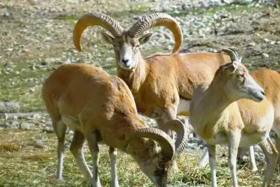 منطقه شکار ممنوع بصیران