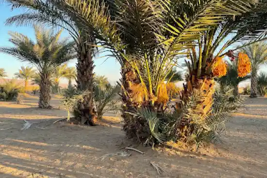 نخلستان باباپرویز