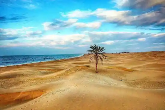 تک درخت نخل ساحل درک