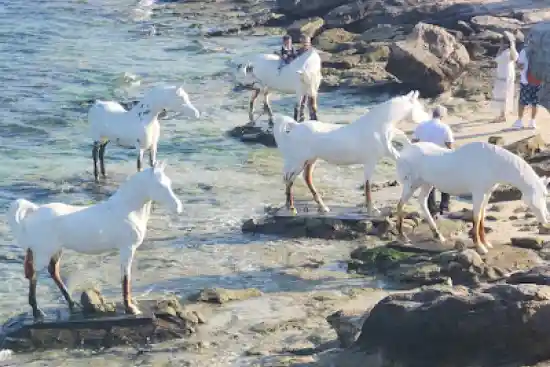 ساحل اسب ها