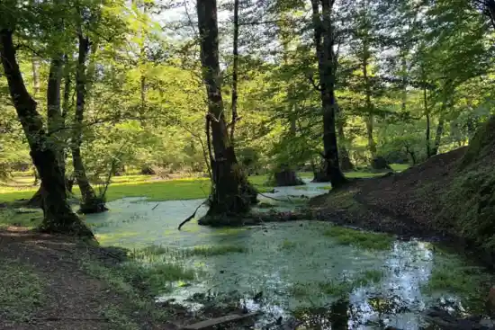 مرداب کاکوه سل