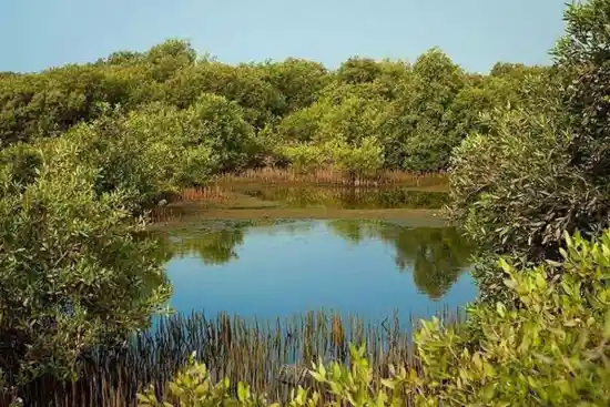 جنگل حرا تیس