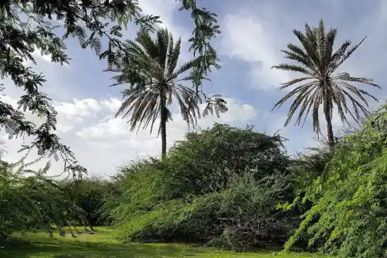 نخلستان قیل جزیره هنگام