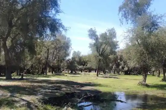 جنگل بنکهان