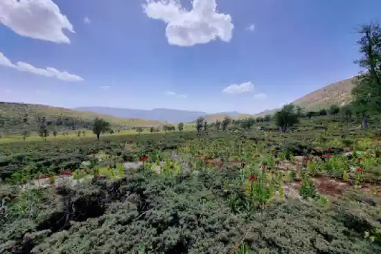 دشت لاله های واژگون طسوج