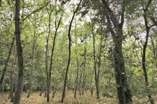 جنگل قرن آباد