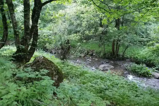 پارک جنگلی مکیدی