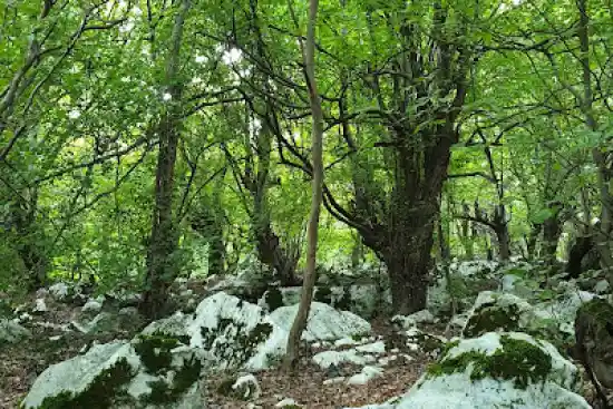 جنگل خانیکان