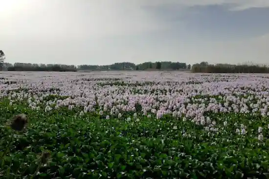 آبندان آغوزبن