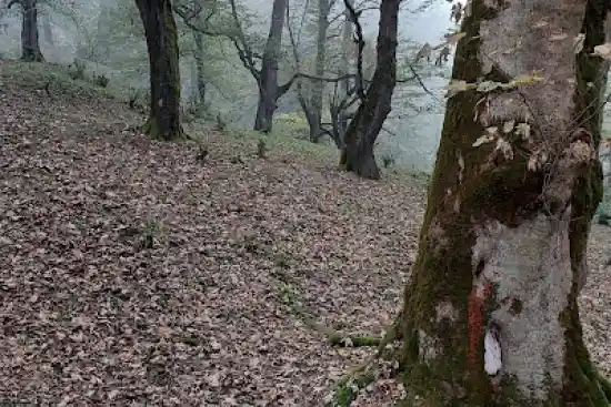 جنگل آغوزحال