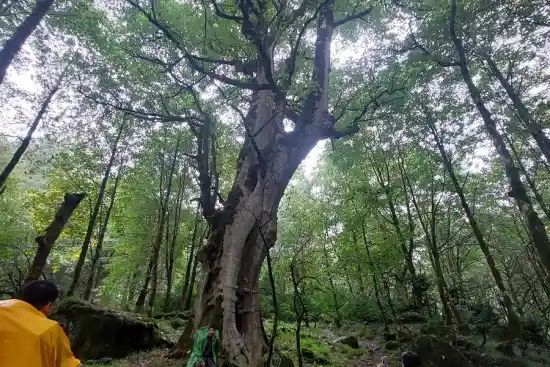 جنگل لوشاده