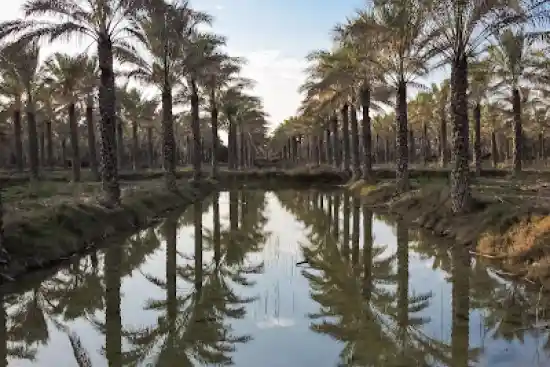 نخلستان آبپخش