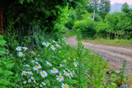 روستای شلیشه