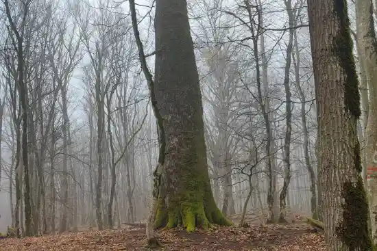 جنگل شیردره