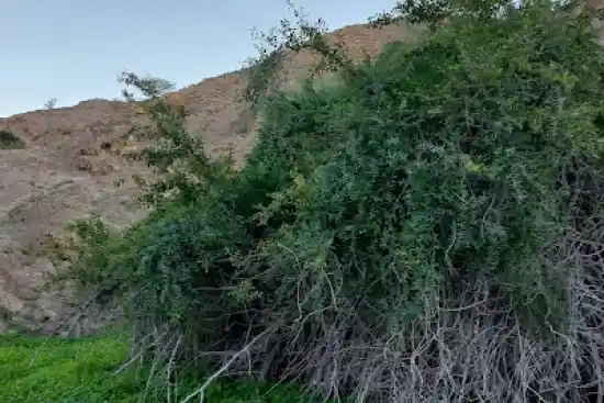 دشت خاک زینبی