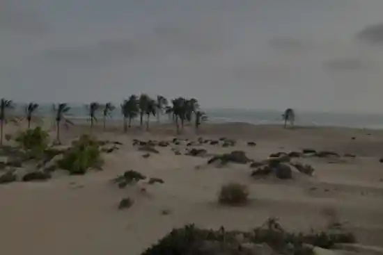 نخلستان حنابی