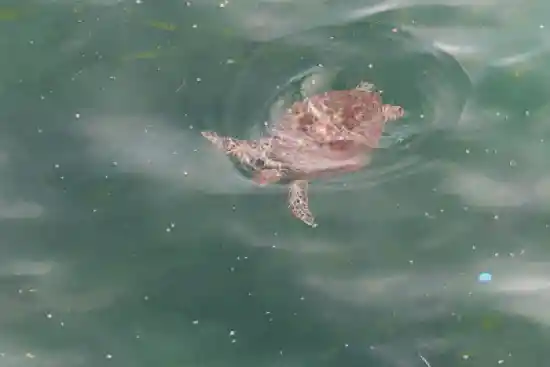 ساحل لاکپشتها