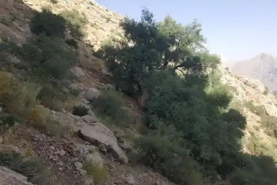 چشمه داربید