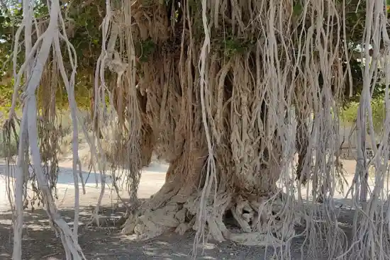 درخت انجیر معابد