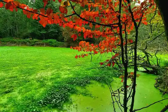 تالاب سلیمانی ها
