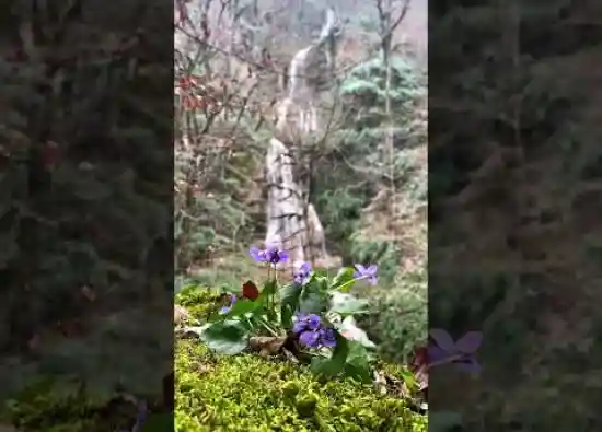 ویدیو کوتاه آبشار چلم زرین گل