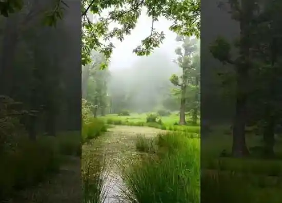 ویدیو کوتاه گل آقا نصیر