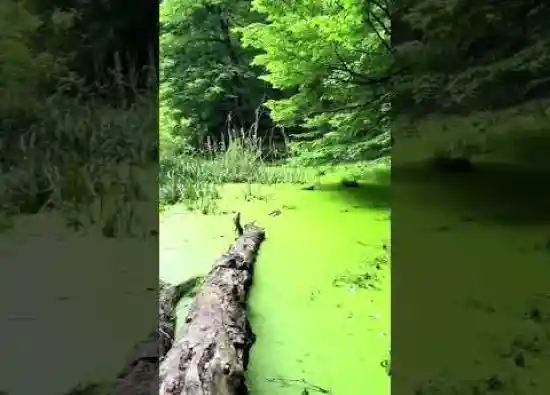 ویدیو کوتاه مرداب شقلی آباد