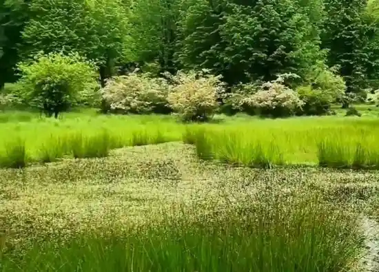 گل آقا نصیر