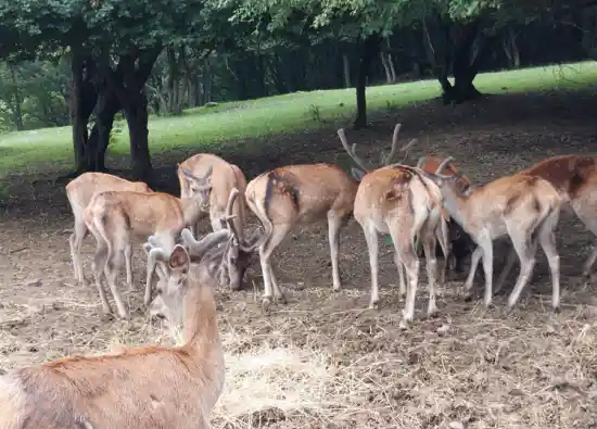 منطقه حفاظت شده آینالو