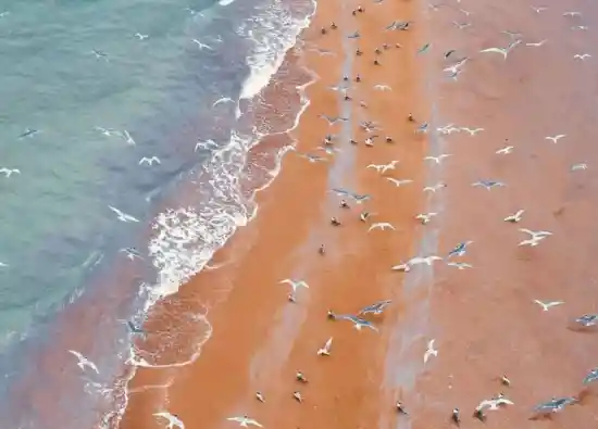 جزیره نخیلو