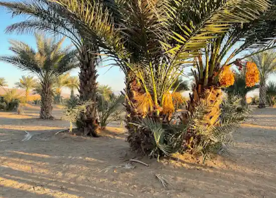 نخلستان باباپرویز