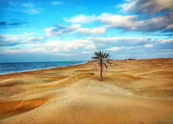 تک درخت نخل ساحل درک