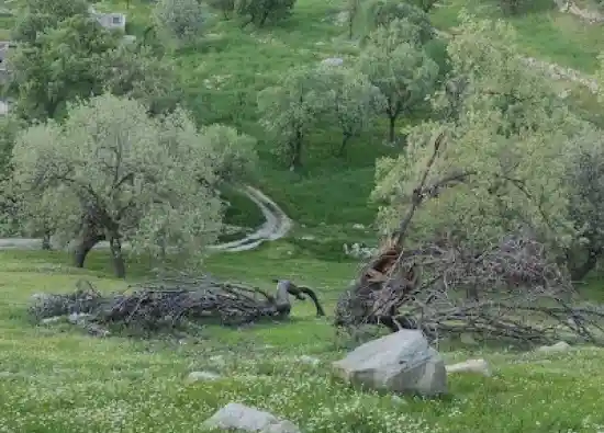 دشت ناصری لنده