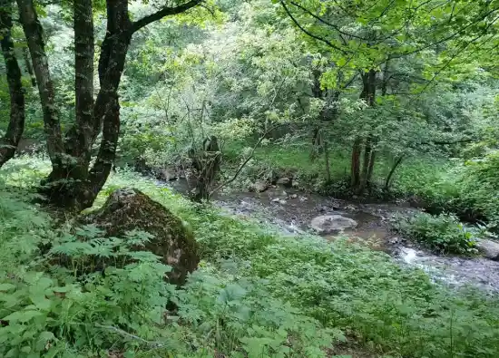 پارک جنگلی مکیدی