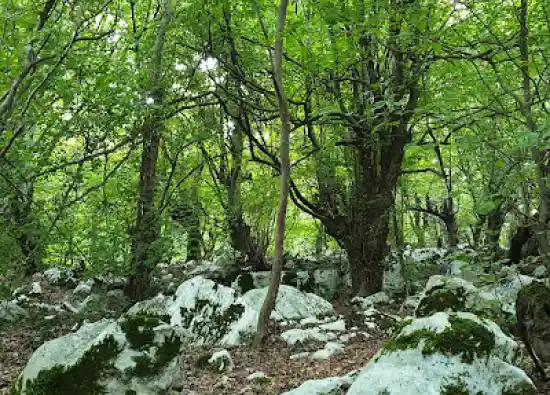 جنگل خانیکان