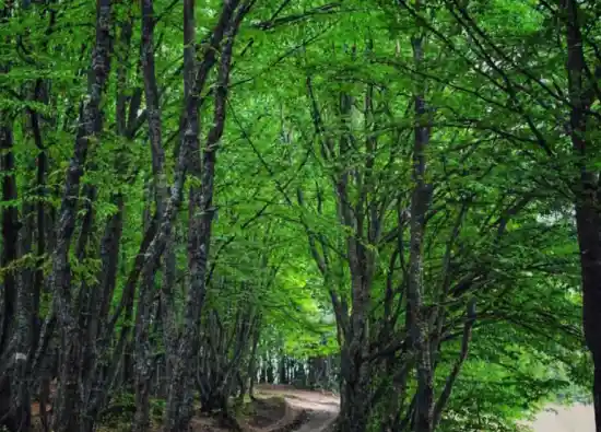 جنگل آرخاشان