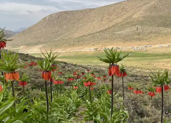 دشت لاله های واژگون دهاقان