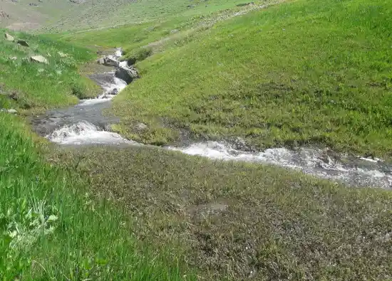 دگاهی به ولیدر