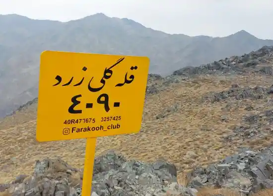 قله گلی زرد