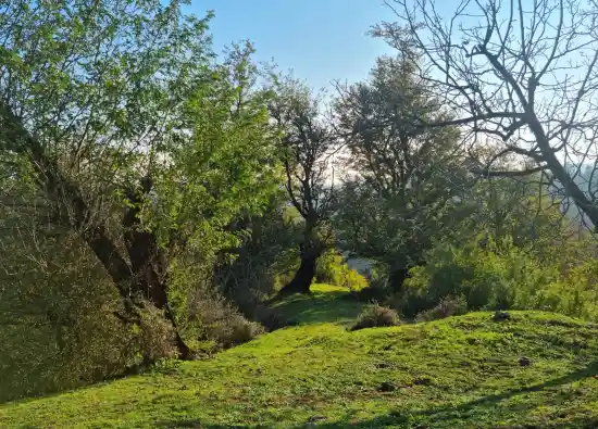 جنگل های کشفی