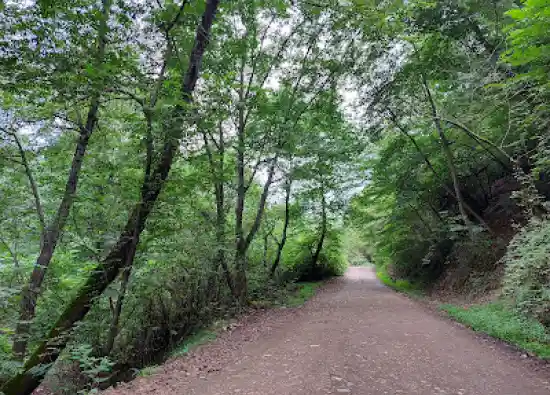 جنگل ورازده