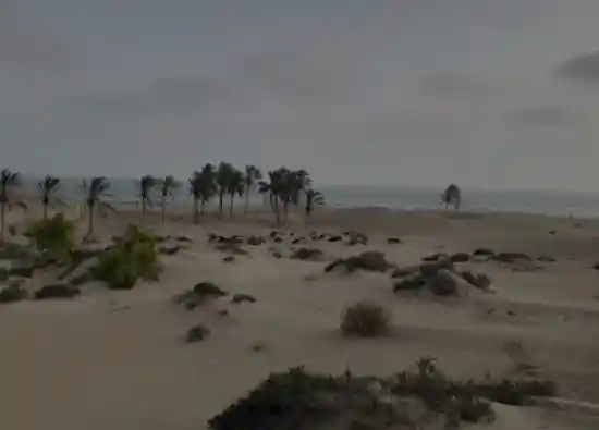 نخلستان حنابی