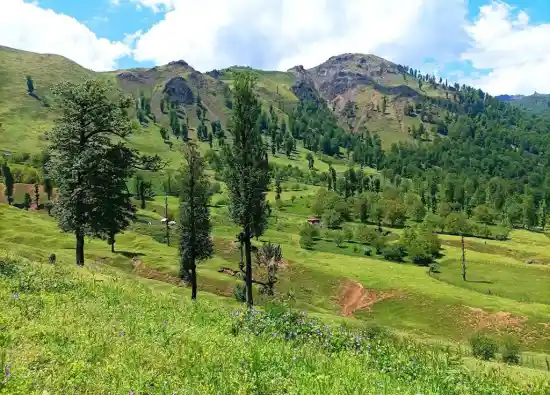 ییلاق تمشه لانه