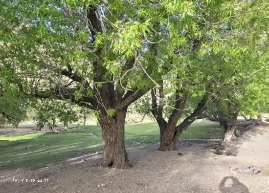 باغ ضرغامی