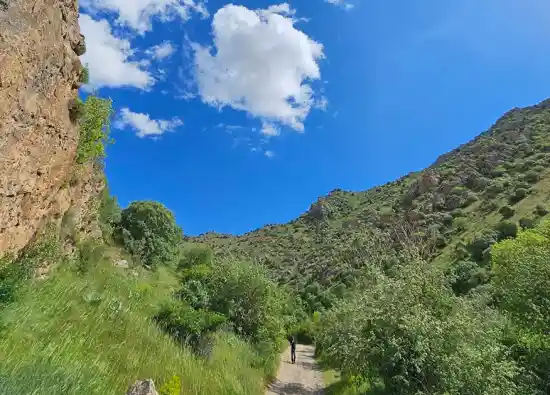 نژ دره سی