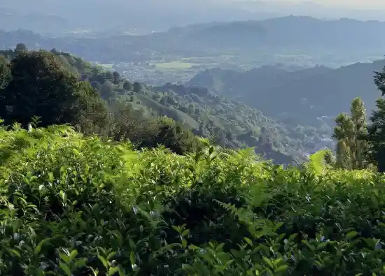 جنگل بیجارباغ