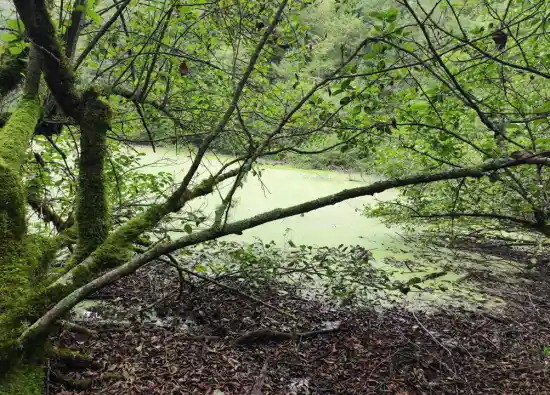 مرداب انجیلیسا